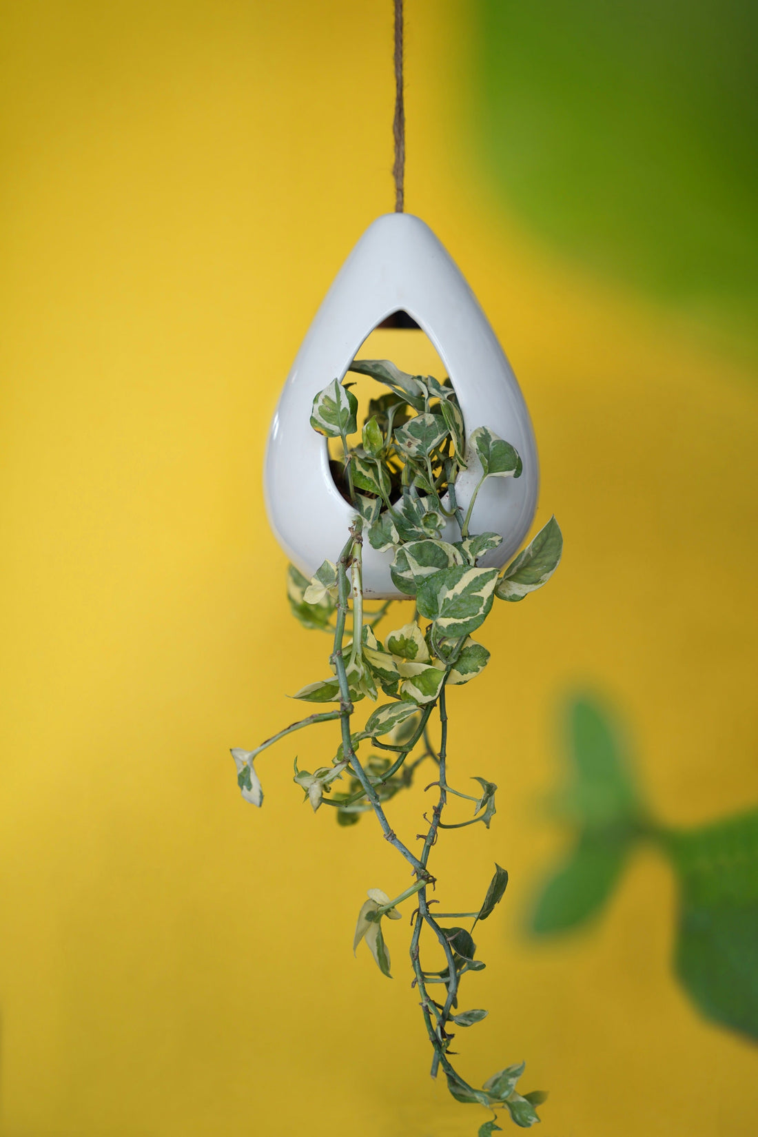 Ivoren bloemblaadje hangende plantenbak